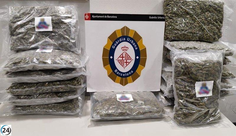 La Policía detiene a individuo en Barcelona por posesión de 15,9 kilos de cannabis.