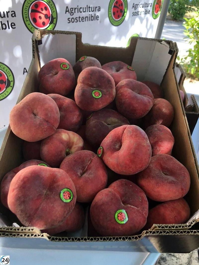 La sequía y altas temperaturas reducen la producción de fruta de hueso en Catalunya un 4%