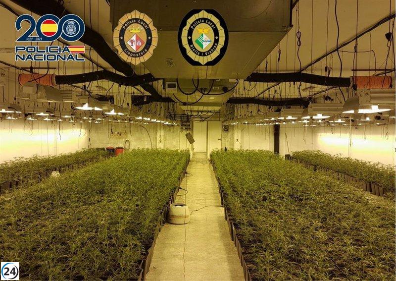 Redactado: Cinco detenidos en Girona por tráfico de drogas: 5.000 plantas de marihuana decomisadas.
