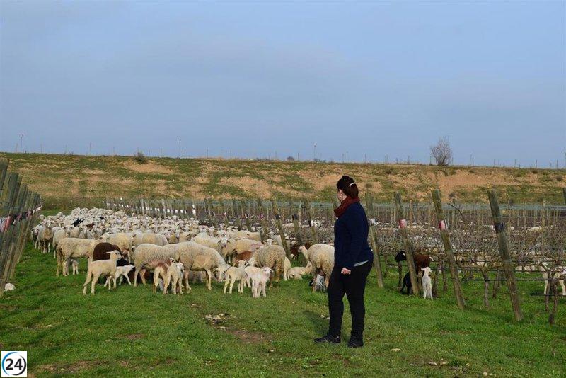 UP advierte que la regularización de autónomos podría reducir prestaciones en un 44%.