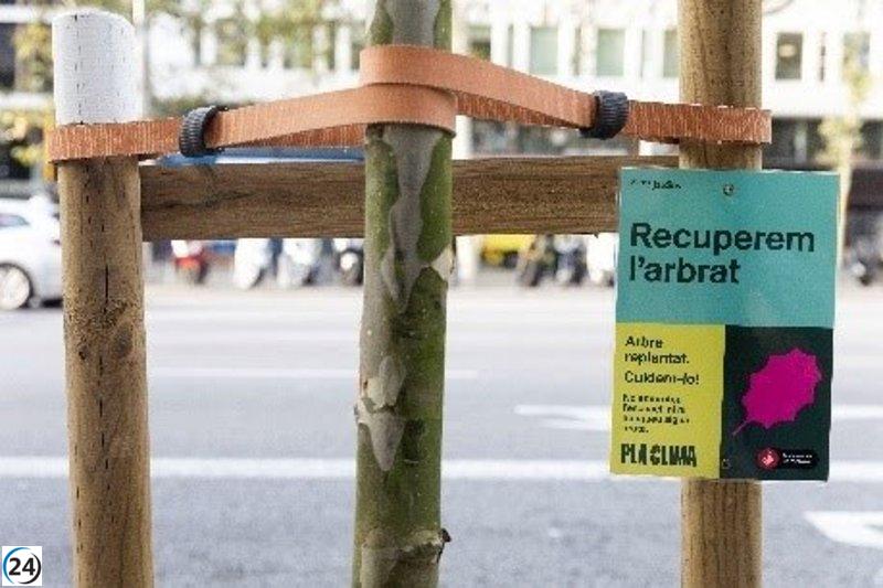 Barcelona logra renacer su vegetación con la recuperación de más del 40% de árboles y arbustos dañados por la sequía.