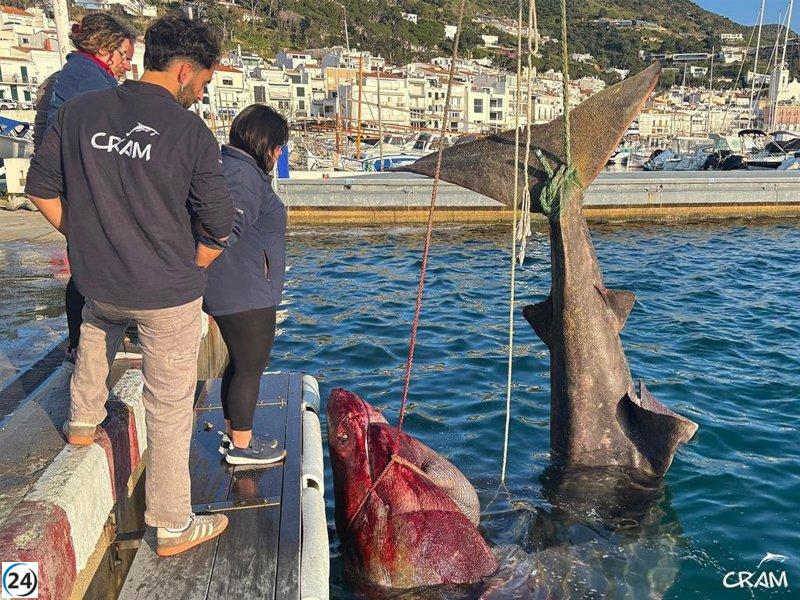 Capturan de manera fortuita un tiburón peregrino de 7 metros en el puerto de Selva de Girona.