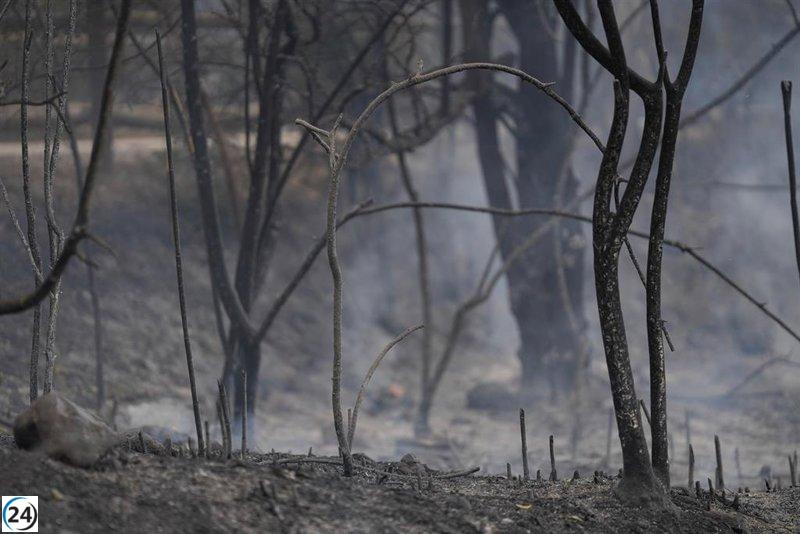 Incendios en aumento amenazan la recuperación de los bosques, revela investigación.