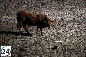 Detectan primer caso de Dermatosis Nodular Contagiosa en ganado de Girona.