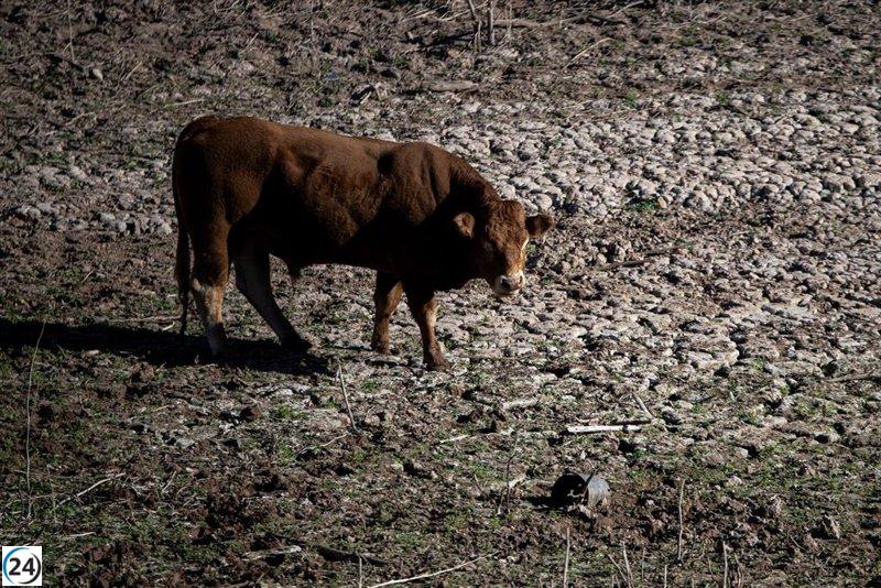 Cataluña inicia este jueves la campaña de vacunación contra la DNC tras recibir las dosis.
