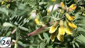 El Parc Natural de l'Alt Pirineu publica un nuevo catálogo de plantas vasculares.