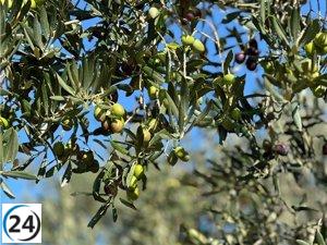 La DOP Oli de l'Empordà anticipa una cosecha superior a las pasadas