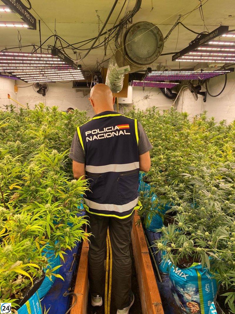 Desmantelan en Maçanet de la Selva un invernadero ilegal de 242 plantas de marihuana.