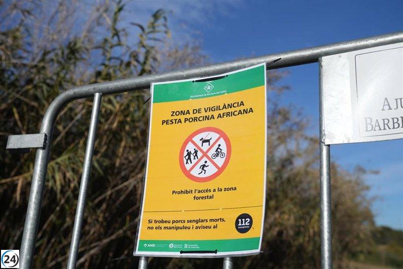 Cazadores rurales utilizan drones y trampas para atrapar jabalíes en área de peste porcina.