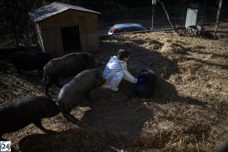 España registra diez nuevos casos de jabalíes fallecidos por peste porcina africana cerca del foco inicial.