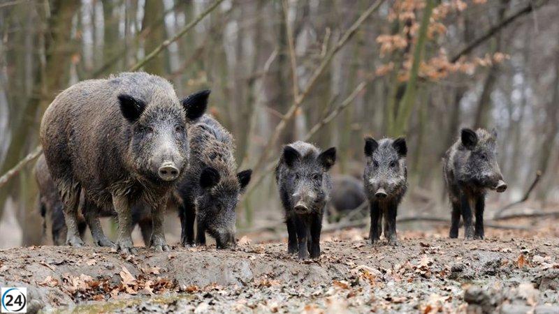 Jarc exige acciones efectivas contra la proliferación de jabalíes.