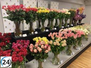 Mercabarna-flor pronostica 6 millones de rosas para la celebración de Sant Jordi en Cataluña.