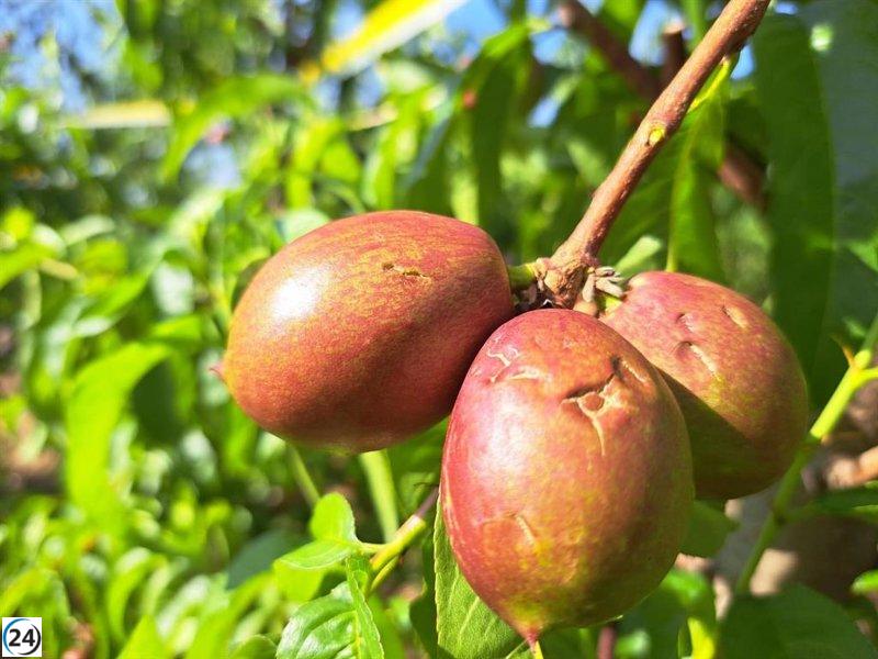 Granizada en La Noguera (Lleida) provoca pérdidas de cultivos, advierte Asaja.