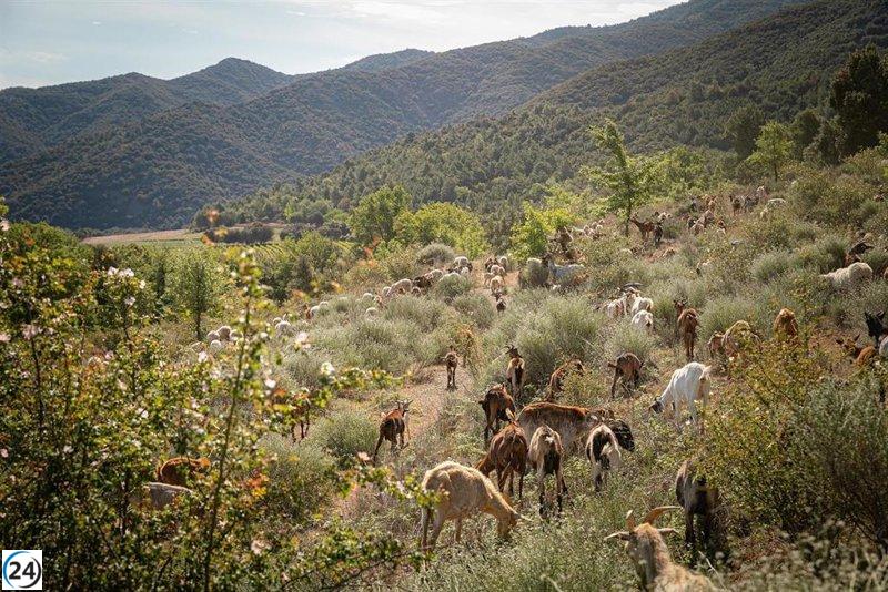Familia Torres implementa pastoreo para mejorar gestión de sus bosques
