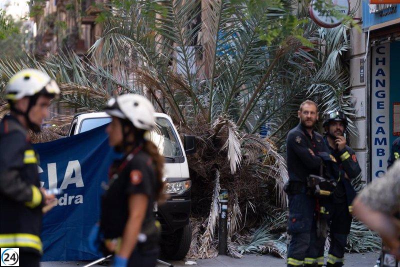 Barcelona eliminará palmeras datileras de más de 10 metros de altura
