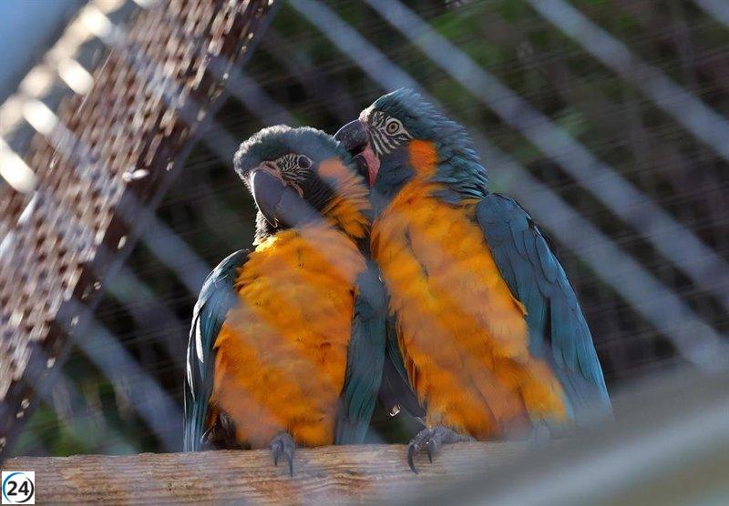 Dos guacamayos barba azul, en peligro