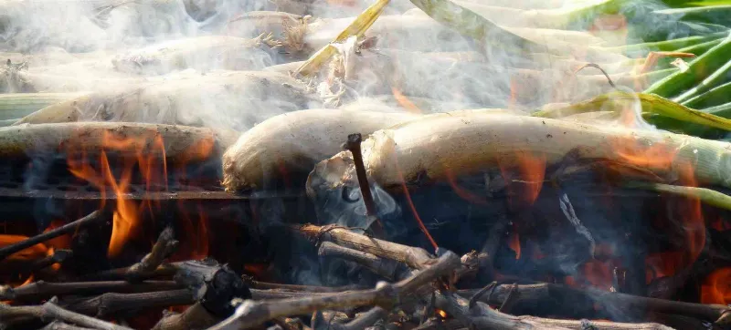 Descubre la deliciosa calçotada catalana